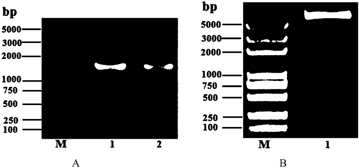 Application of sucrose lethal gene SacB in gene deleted reverse screening marker, and marker-free deleted suicide vector of sucrose lethal gene SacB