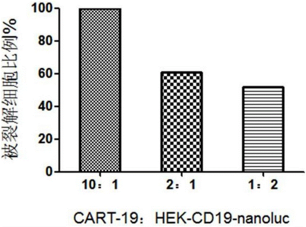 CAR-T cytotoxicity indicating vector