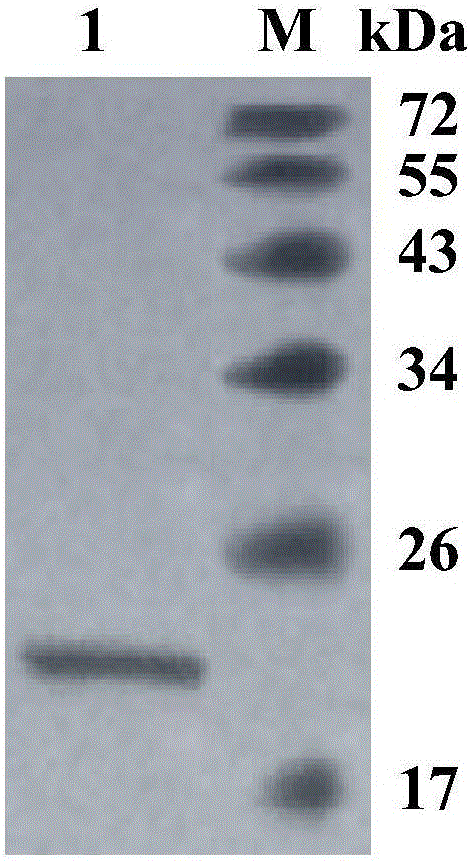 Neutral cold-adaptive xylanase CaXyn11A as well as gene and application thereof