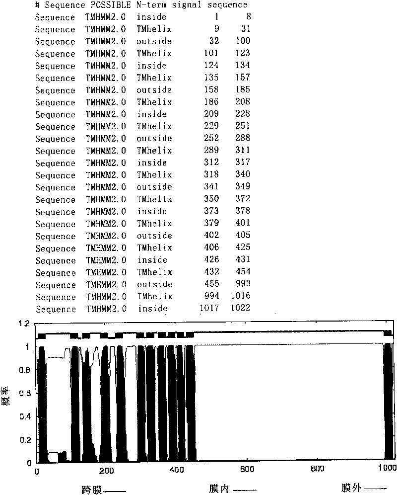 Protein adhered to surface layers of bacteria and application thereof