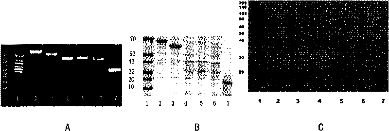 Protein adhered to surface layers of bacteria and application thereof