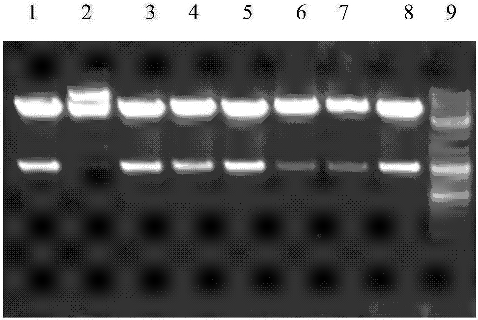 IL-2 and IFNgamma protein co-expressed eukaryotic expression system and preparation method and application thereof