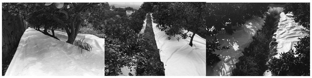 Method for improving citrus fruit quality through moisture-permeable plastic film mulching water control and application