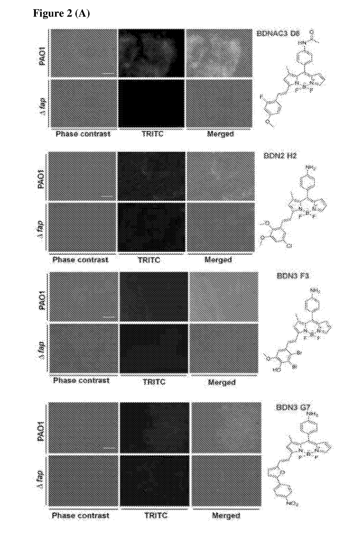 Chemical fluorescent probes for detecting biofilms