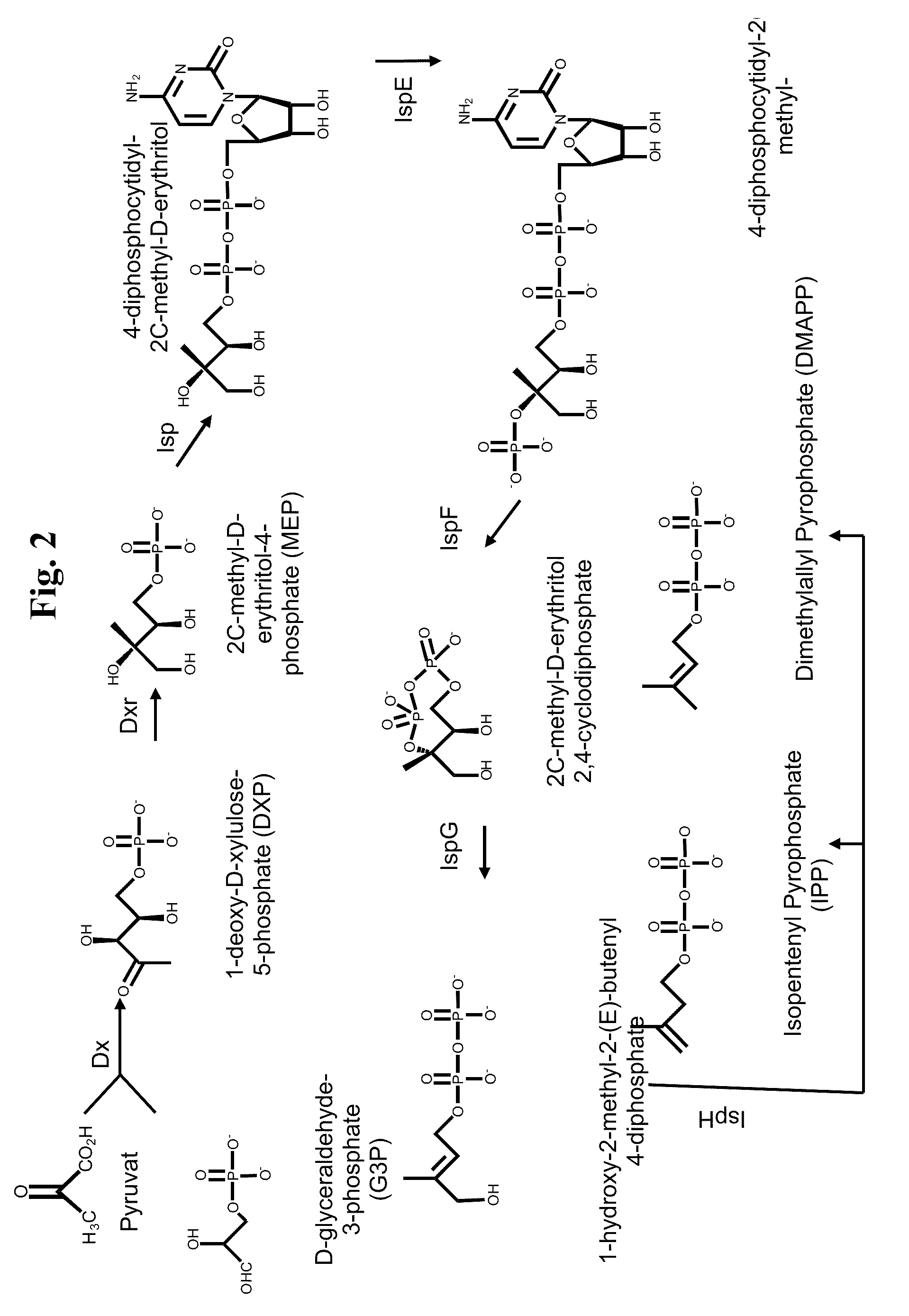 Fuel compositions comprising tetramethylcyclohexane