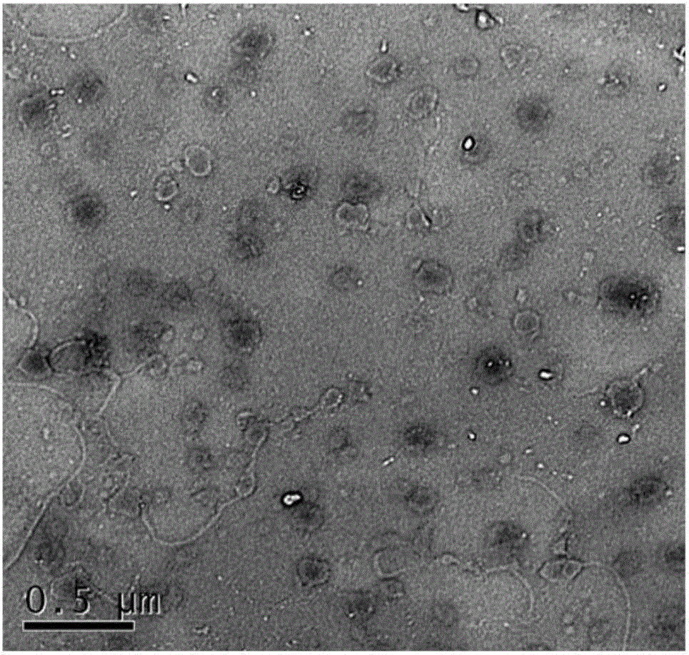 Hydrogen peroxide-responsive liposomal nanoprobe and preparation method and application thereof