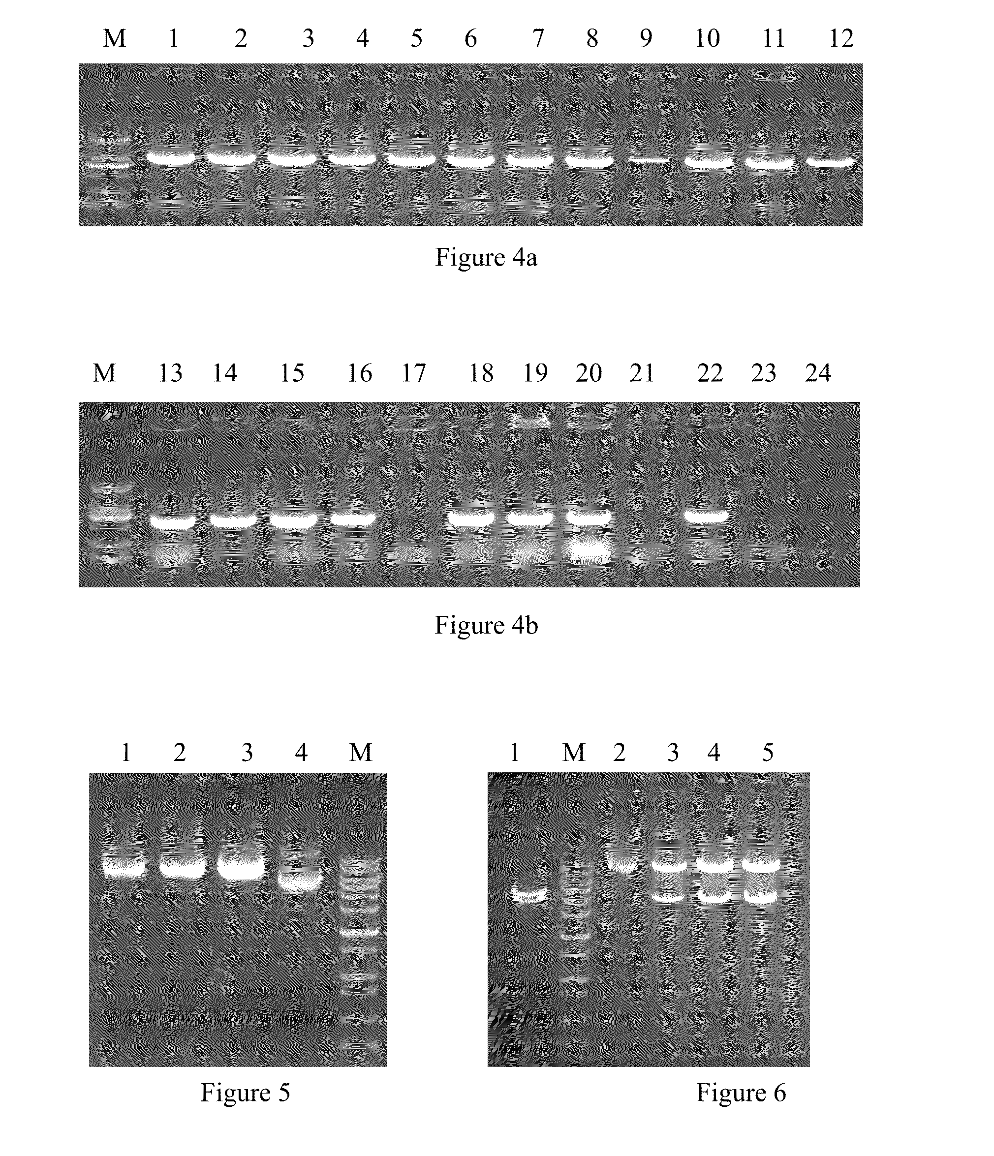 Ev71 virus-like particles and preparation method and application thereof
