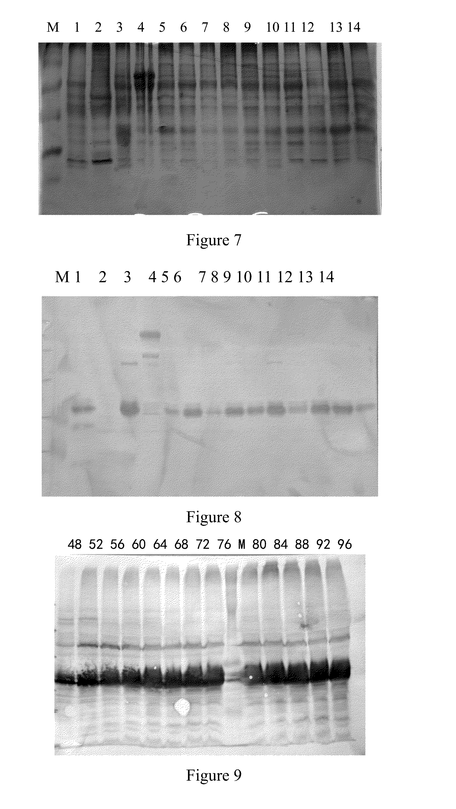 Ev71 virus-like particles and preparation method and application thereof