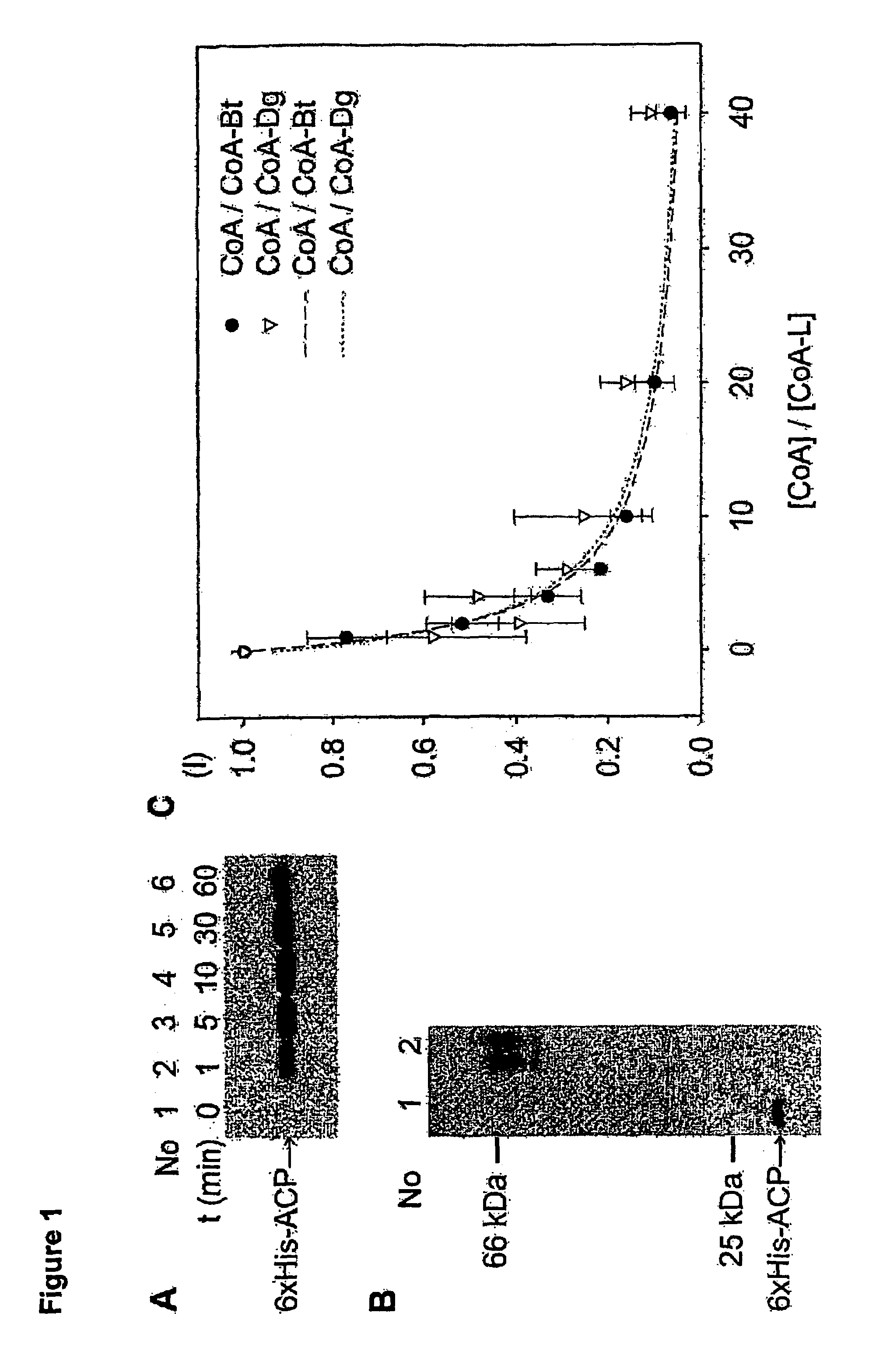 Methods for protein labeling based on acyl carrier protein