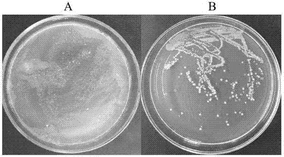 Recombinant plasmid, construction method and accurate genome transformation for mycobacterium