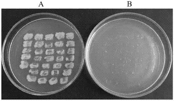 Recombinant plasmid, construction method and accurate genome transformation for mycobacterium