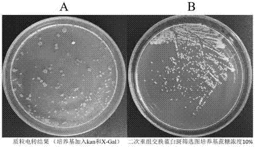 Recombinant plasmid, construction method and accurate genome transformation for mycobacterium