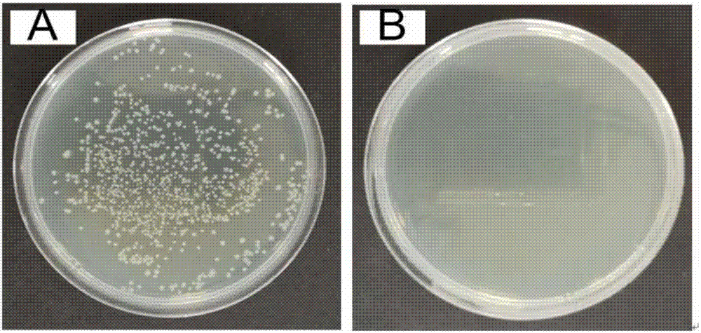 Method for preparing antibacterial and antifouling separation membrane through surface grafting modification