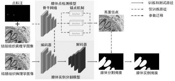 Weakly supervised gland instance segmentation method based on point labeling