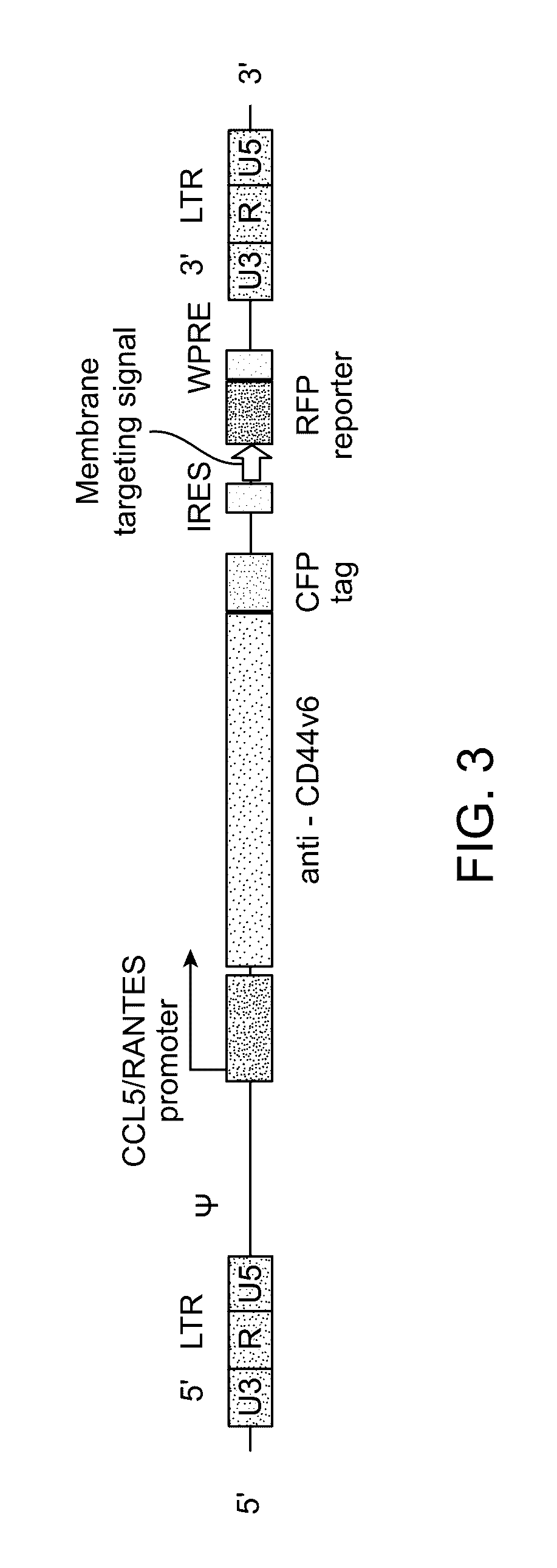 Mesenchymal stem cells for targeted cancer therapy