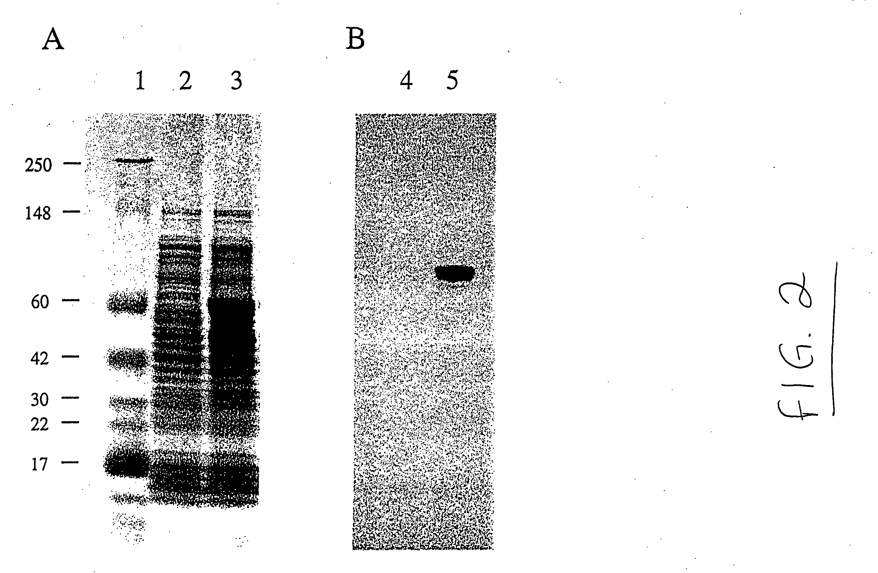 Neisseria meningitidis polypeptide, nucleic acid sequence and uses thereof