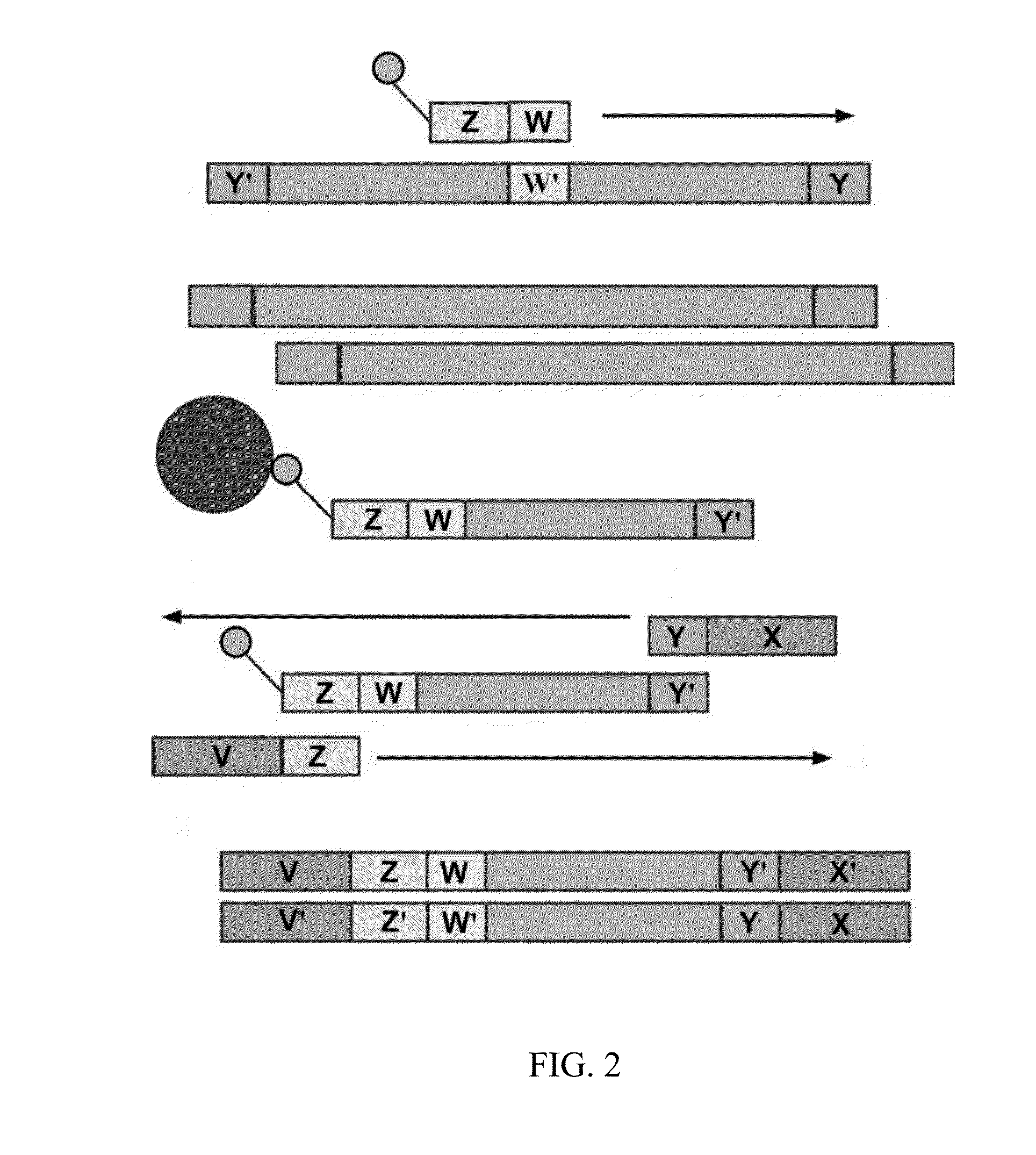 Apparatus and methods for high-throughput sequencing