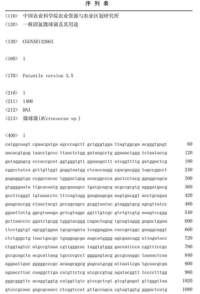 Nitrogen fixing micrococcus and application thereof