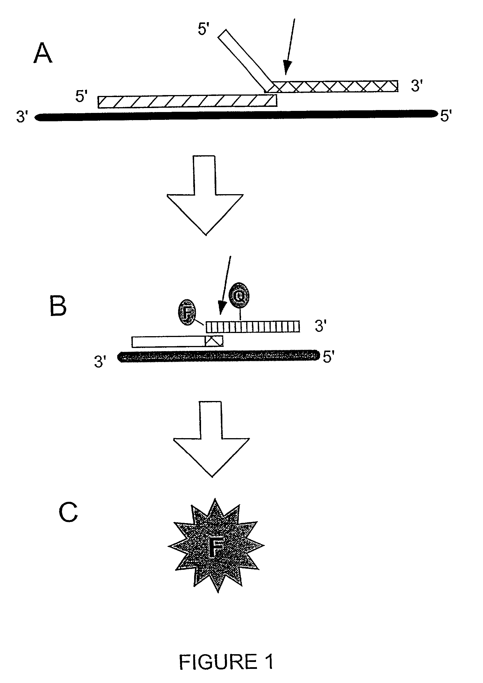 Enzymes for the detection of nucleic acid sequences