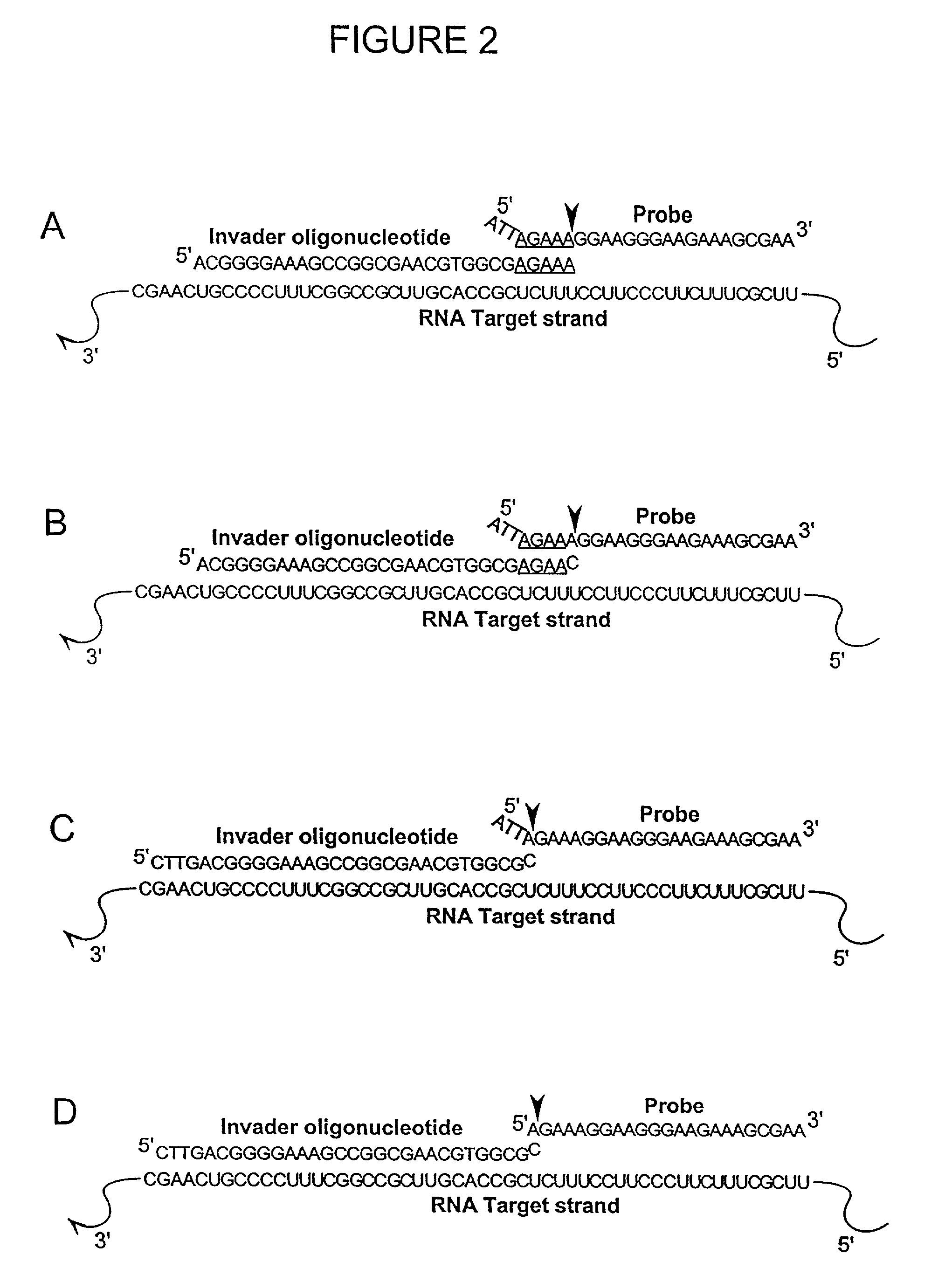 Enzymes for the detection of nucleic acid sequences