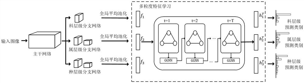 Fine classification method and system based on graph network multi-granularity feature learning