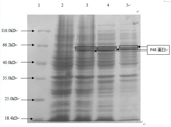 A kind of Mycoplasma bovis antibody detection reagent and preparation method thereof
