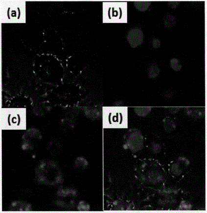 Preparation method and application of hydrophilic rare earth nano-material