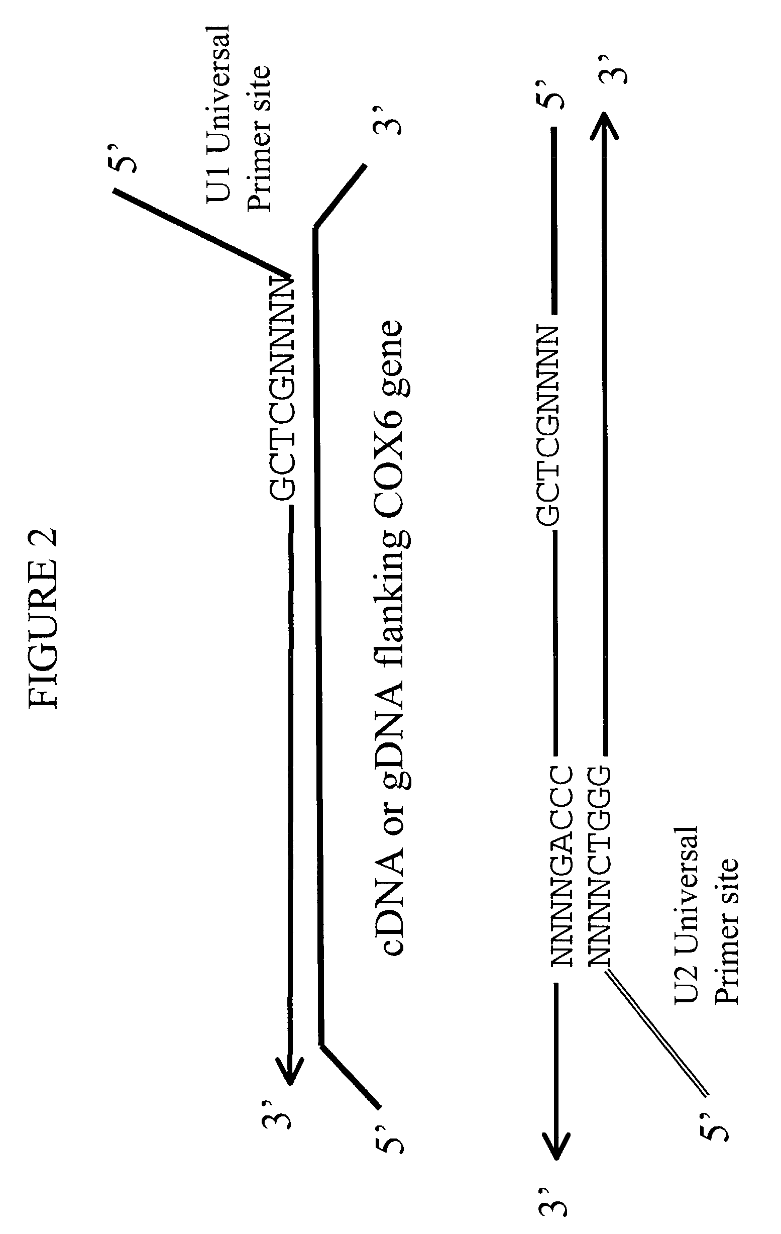 Universal-tagged oligonucleotide primers and methods of use