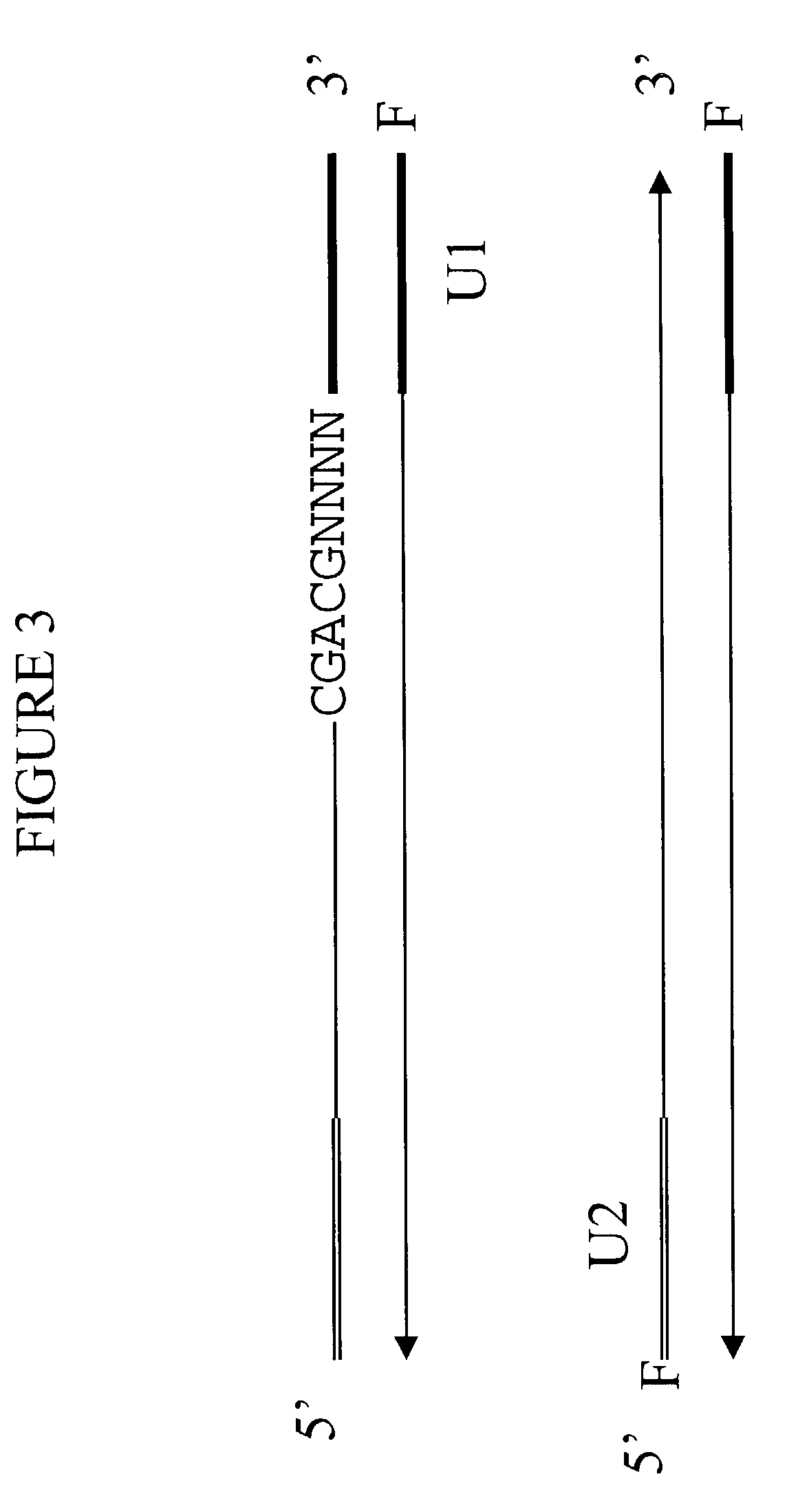 Universal-tagged oligonucleotide primers and methods of use