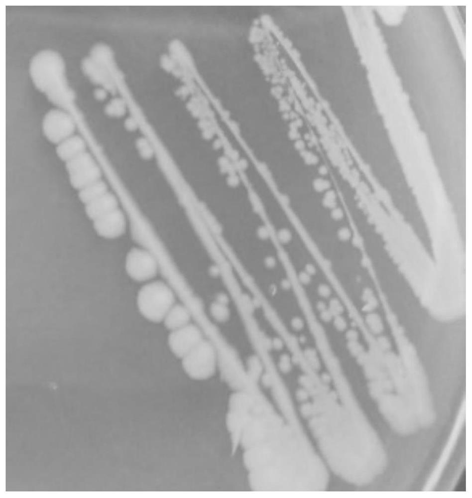 A Salt-alkali-tolerant Pacific Bacillus and Its Live Bacterial Preparation and Application