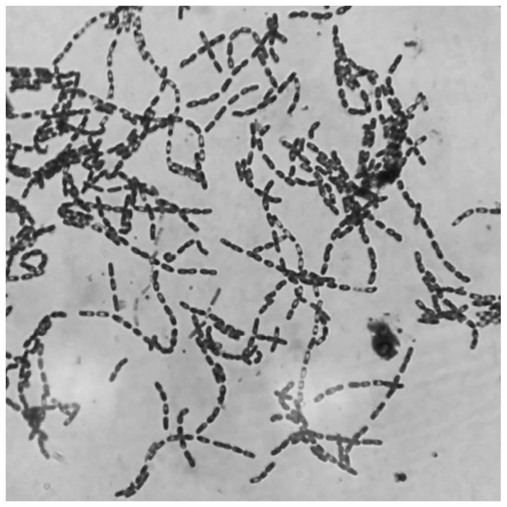 A Salt-alkali-tolerant Pacific Bacillus and Its Live Bacterial Preparation and Application