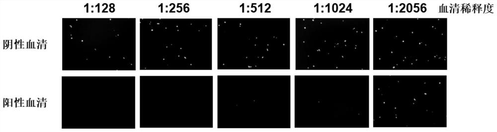 Method for detecting serum type 4 fowl adenovirus neutralizing antibody based on recombinant fluorescent virus