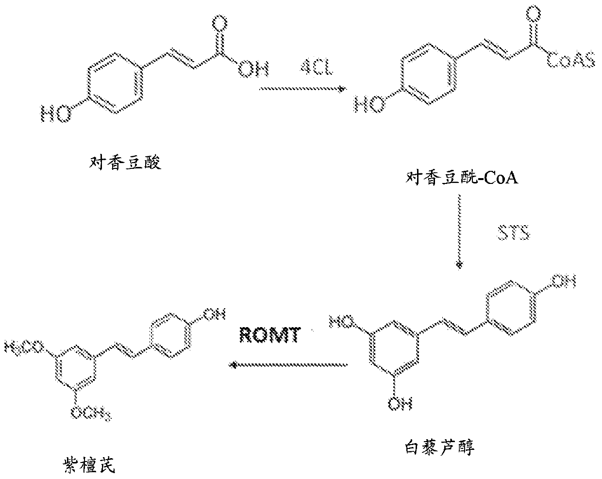Method for producing pterostilbene biosynthetically using o-methyltransferase