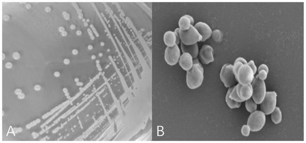 Rhodosporidium sphaercarpum ZDFY1801 and application thereof