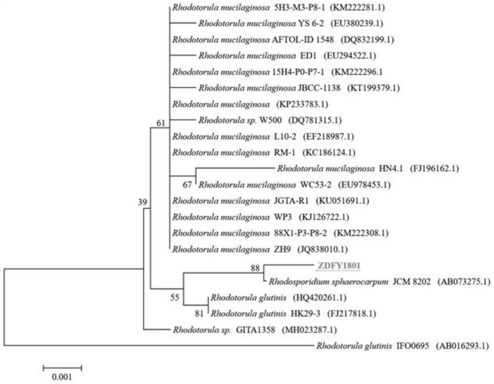 Rhodosporidium sphaercarpum ZDFY1801 and application thereof