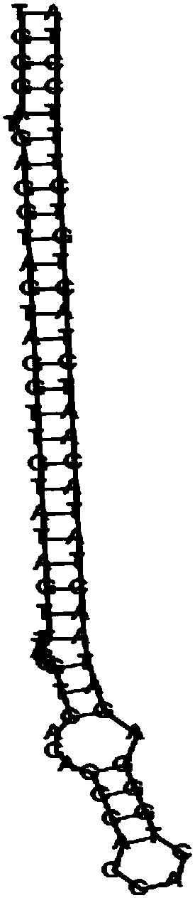 A miRNA prediction method, a miRNA system and applications