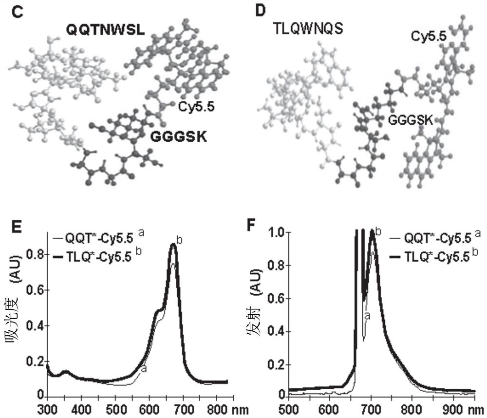 Detection of colonic neoplasia in vivo using near-infrared peptide targeted against overexpressed cmet