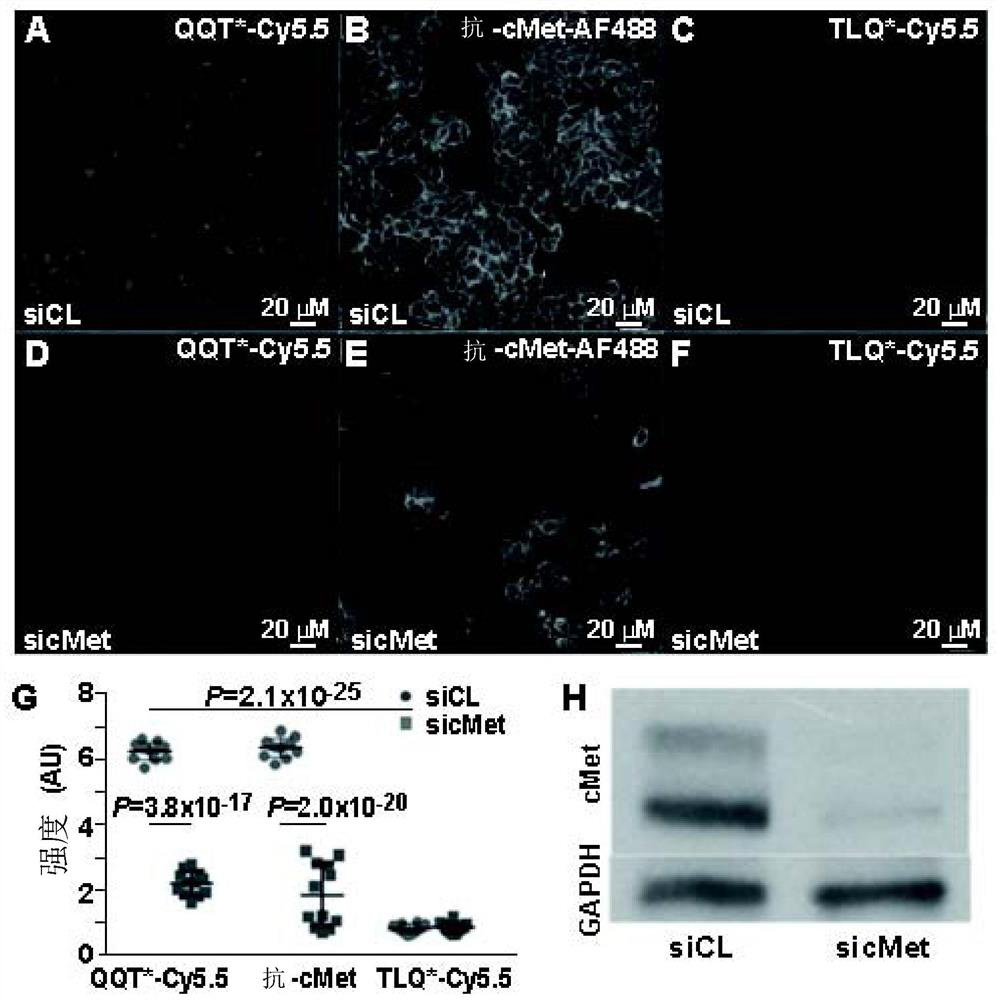 Detection of colonic neoplasia in vivo using near-infrared peptide targeted against overexpressed cmet