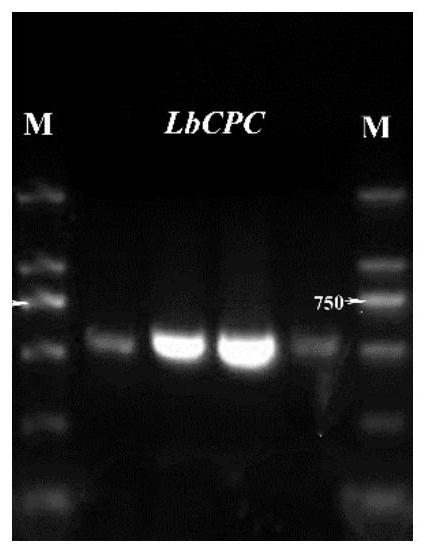 Limonium bicolor gene LbCPC and application thereof