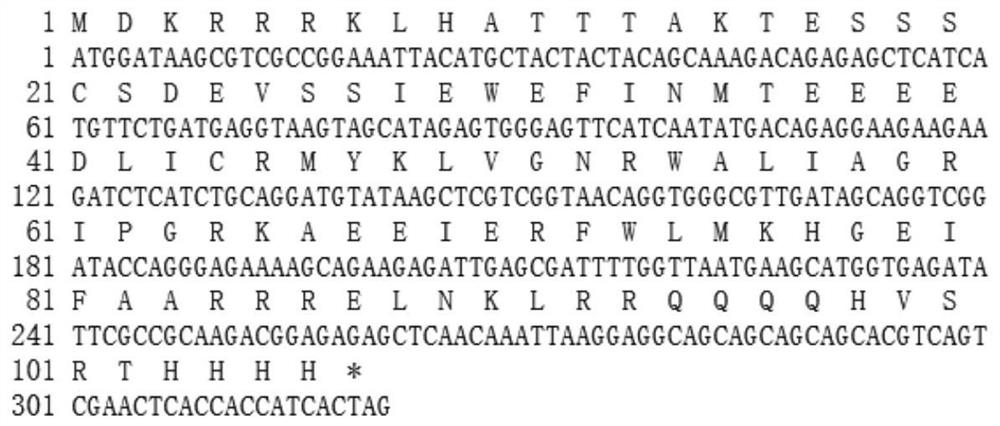 Limonium bicolor gene LbCPC and application thereof