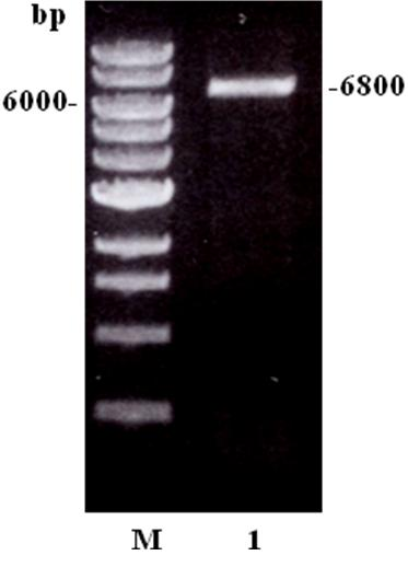 Entamoeba histolytica galactose/acetylgalactosamine (Gal/GalNAc) polypeptide fragment, and preparing method and application of polypeptide fragment