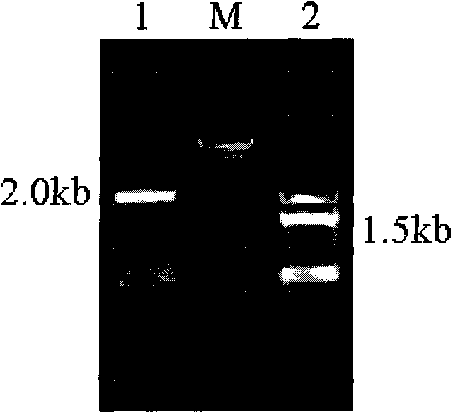 Method for simultaneously producing glutathione and S-adenosyl methionine at high yield