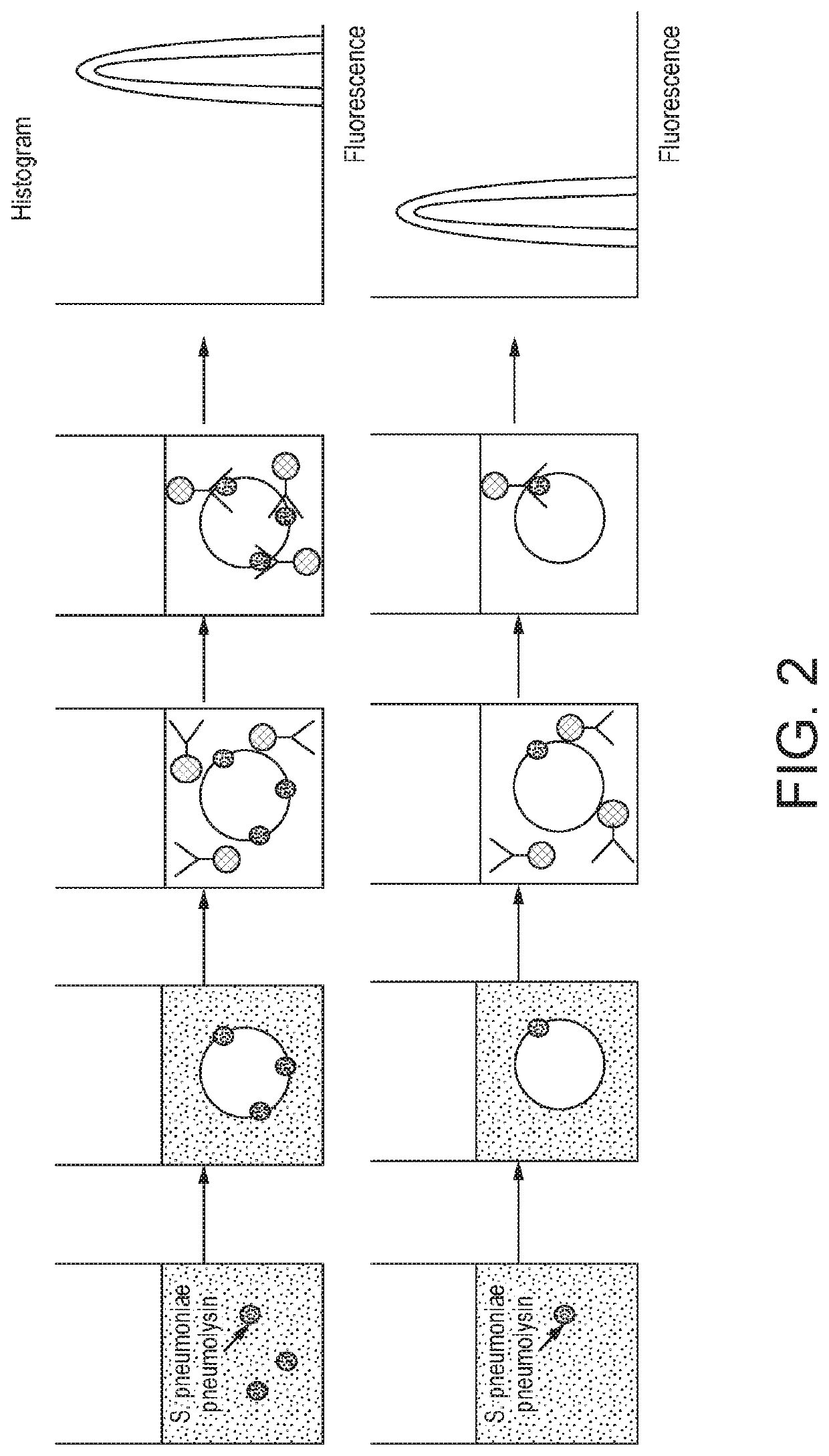 Method for detecting the presence of one or more bacterial toxins in a biological fluid using liposomes