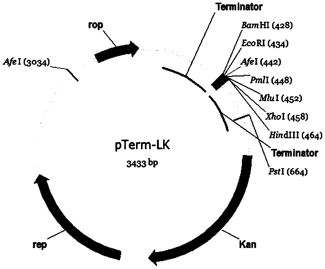 A kind of low copy pterm plasmid and its construction method and application