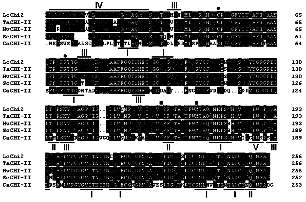 Application of Leymus chinensis chitinase lcchi2 gene in improving plant cold tolerance