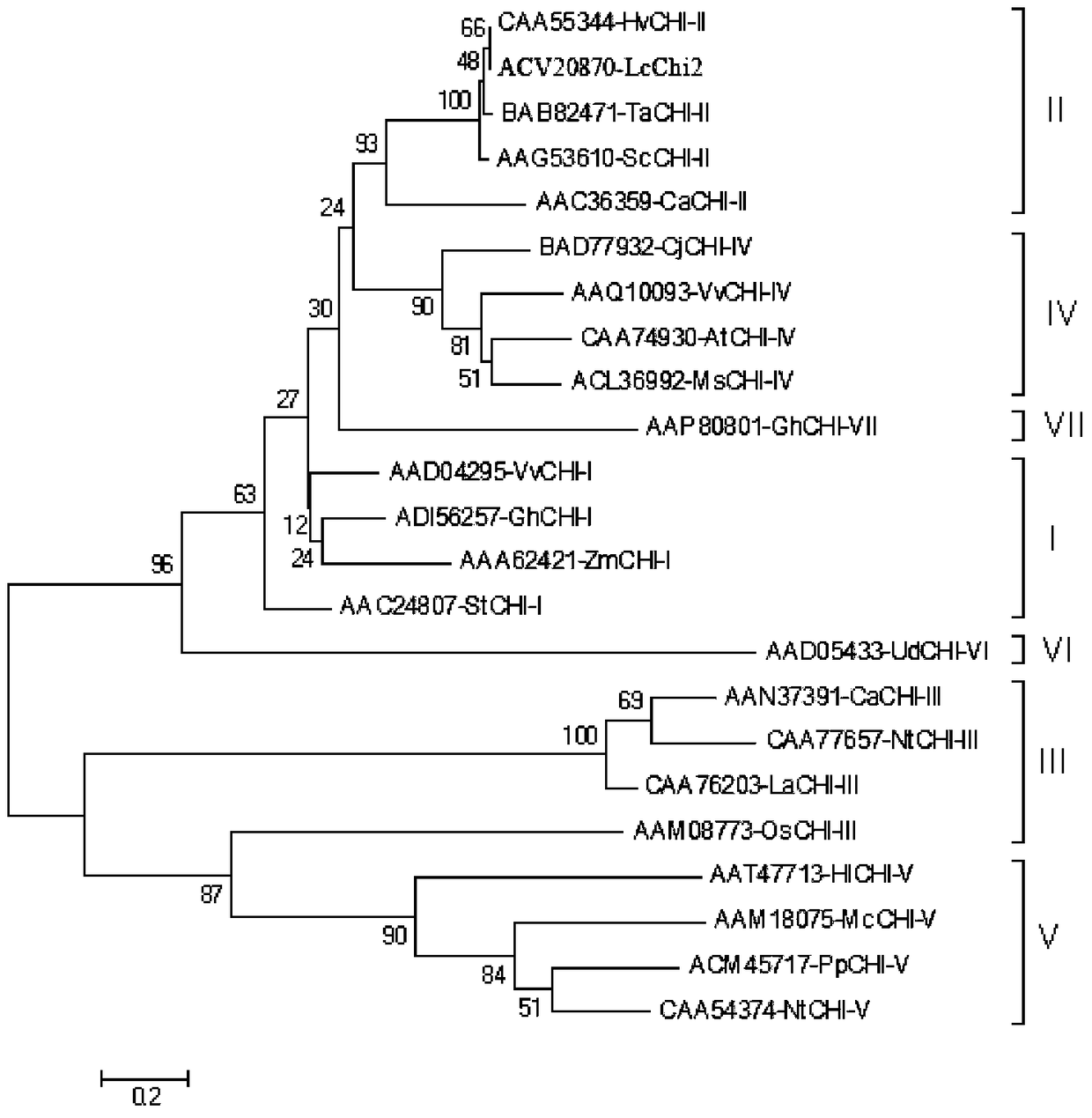 Application of Leymus chinensis chitinase lcchi2 gene in improving plant cold tolerance