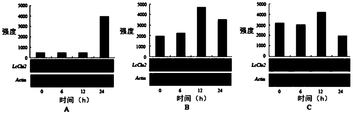 Application of Leymus chinensis chitinase lcchi2 gene in improving plant cold tolerance