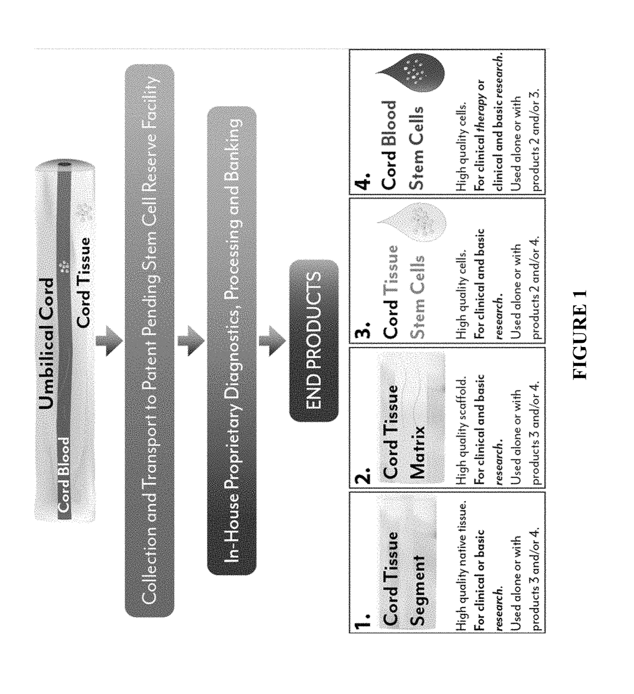 Stem cells & decellularized tissue matrix from cord tissue