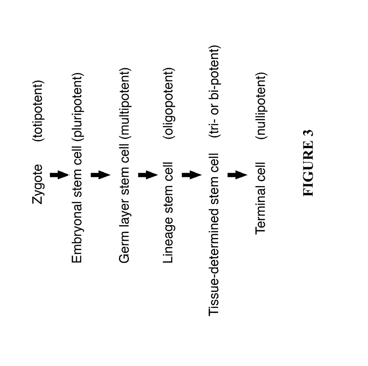 Stem cells & decellularized tissue matrix from cord tissue