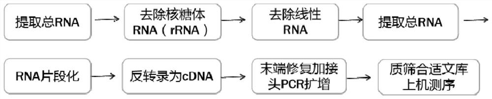 A sle-related circular RNA hsa_circ_0025843 and its application